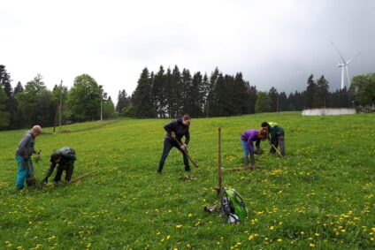 Blacken – Schreck der Landwirte, Freude für die Wildküche